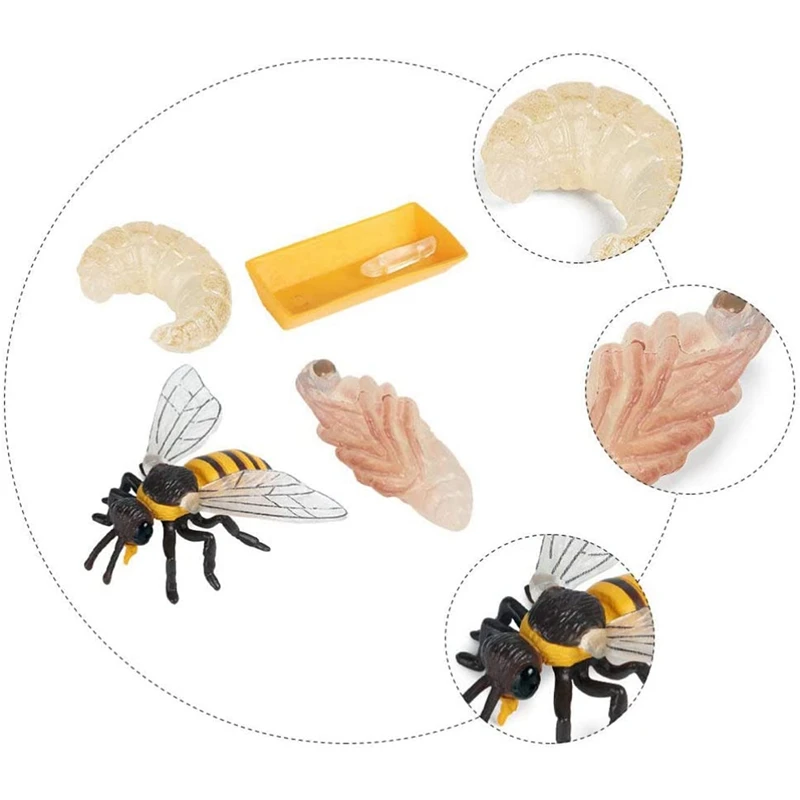 Pakuotėje 4 Vabzdžių Figūrėlės Gyvavimo Ciklo Bičių Realus Vabzdžių Duomenys Žaislai, edukologija Modelis Žaislas Nuotrauka 1