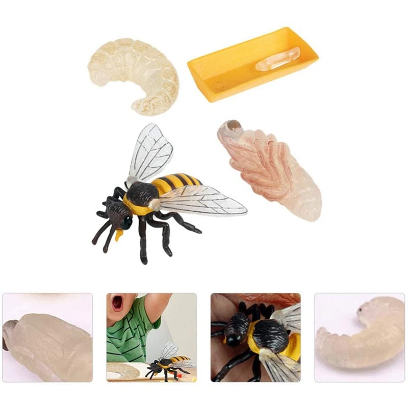 Pakuotėje 4 Vabzdžių Figūrėlės Gyvavimo Ciklo Bičių Realus Vabzdžių Duomenys Žaislai, edukologija Modelis Žaislas Nuotrauka 2