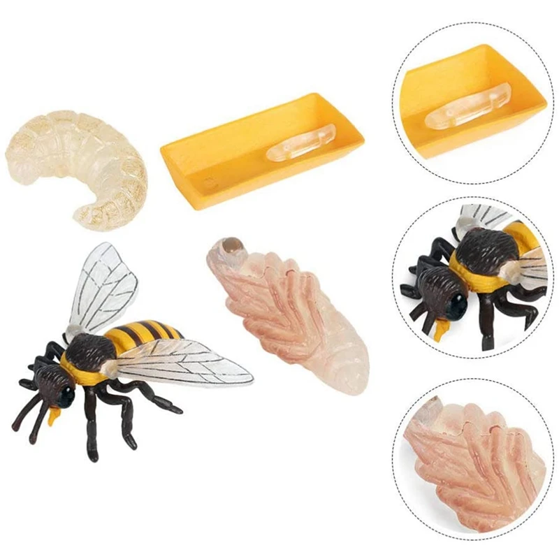 Pakuotėje 4 Vabzdžių Figūrėlės Gyvavimo Ciklo Bičių Realus Vabzdžių Duomenys Žaislai, edukologija Modelis Žaislas Nuotrauka 3