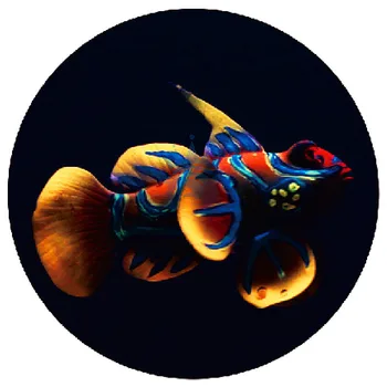Žuvų Bakas Apdailos Akvariumas Kraštovaizdžio Reikmenys, Plastikiniai Šviesos Varlė Žuvų